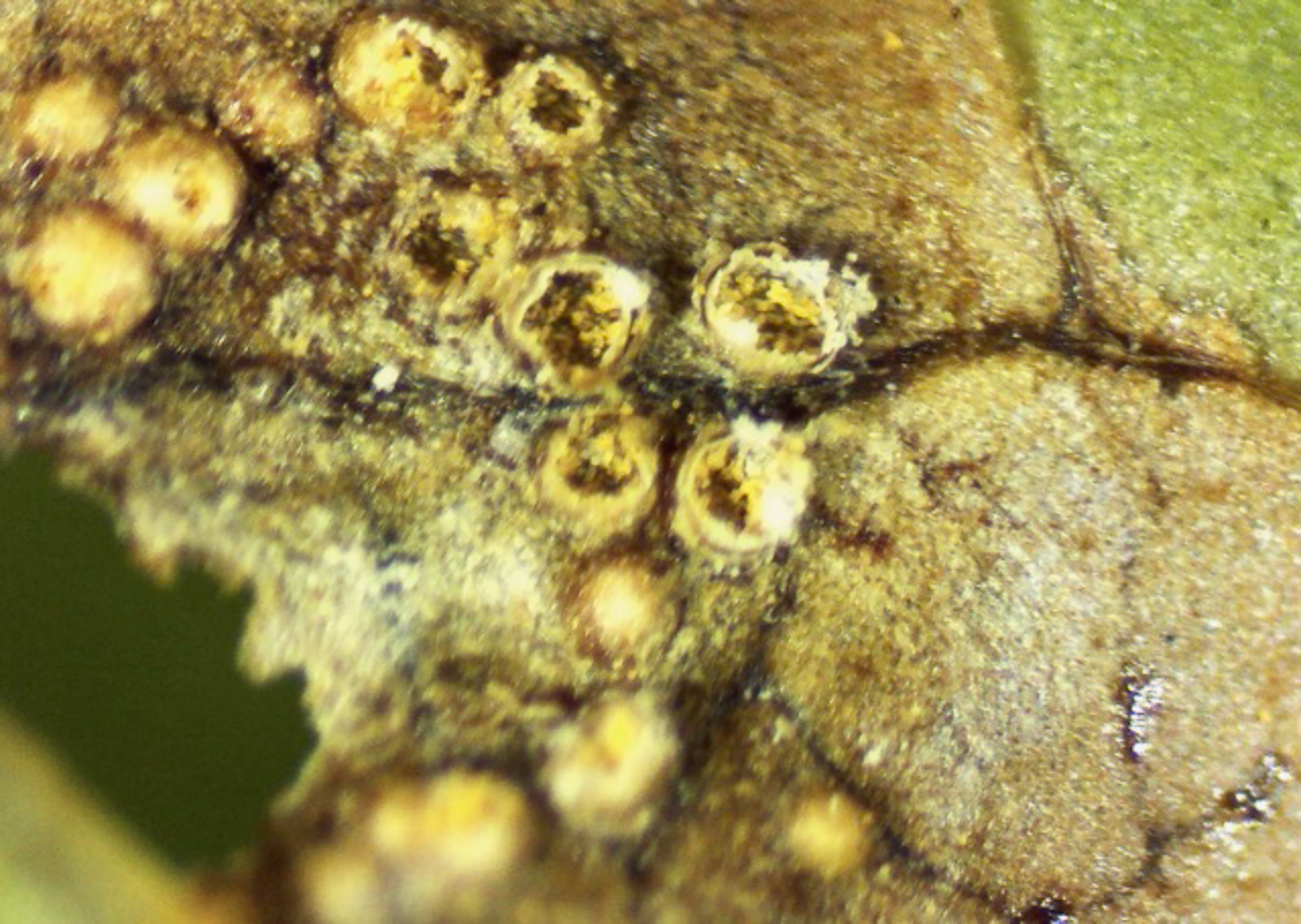 Photo © Bob Simpson Puccinia convolvuli by Bob Simpson